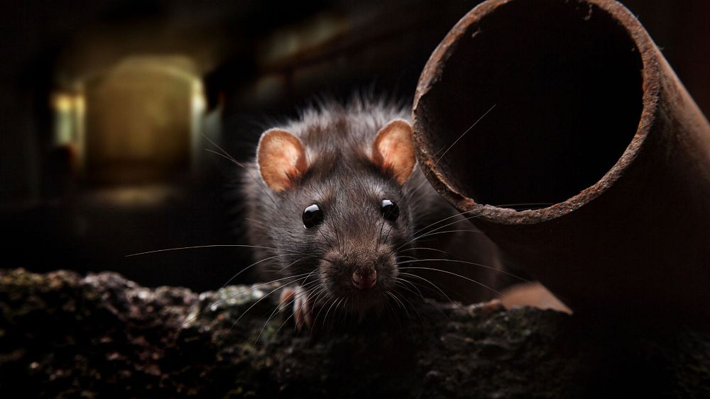 The rats running around New York sewers are carrying multiple COVID variants, study finds